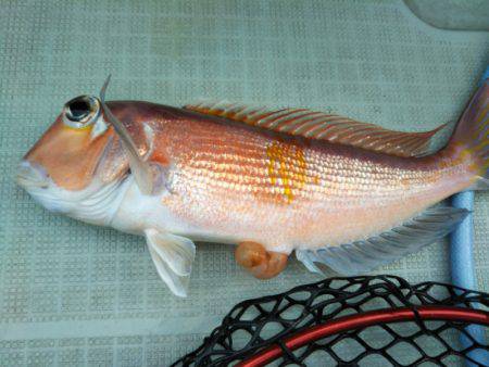 アマテラス 釣果