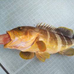 アマテラス 釣果