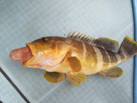 アマテラス 釣果