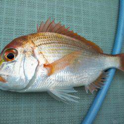 アマテラス 釣果