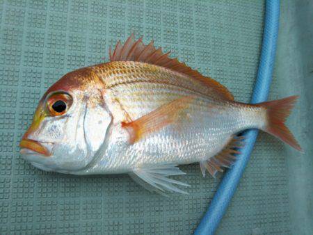 アマテラス 釣果