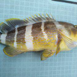 アマテラス 釣果