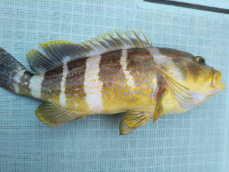 アマテラス 釣果