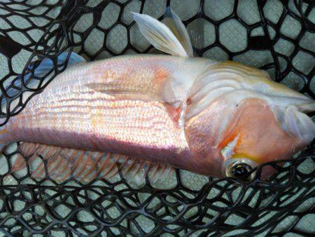 アマテラス 釣果