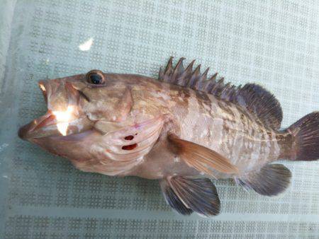 アマテラス 釣果