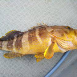 アマテラス 釣果