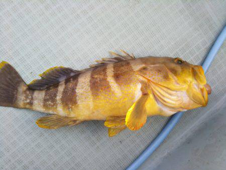 アマテラス 釣果