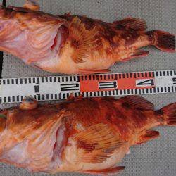 ブルースフィッシングサービス 釣果