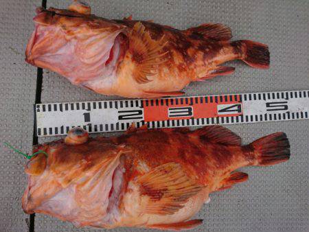 ブルースフィッシングサービス 釣果