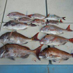 きずなまりん 釣果