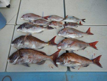 きずなまりん 釣果