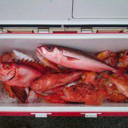 エンペラー 釣果