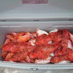 エンペラー 釣果