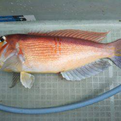 アマテラス 釣果