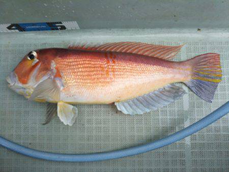 アマテラス 釣果