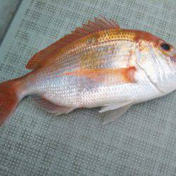 アマテラス 釣果