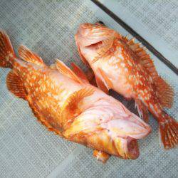 アマテラス 釣果