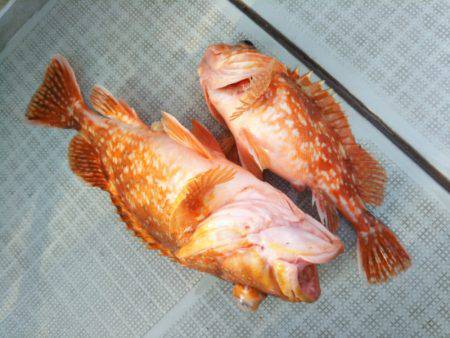 アマテラス 釣果