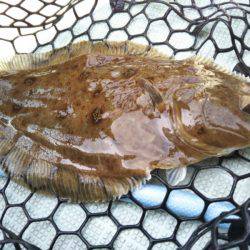 アマテラス 釣果