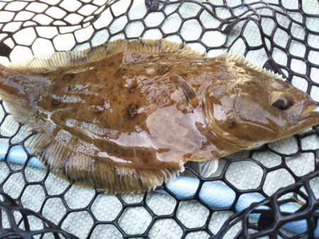 アマテラス 釣果