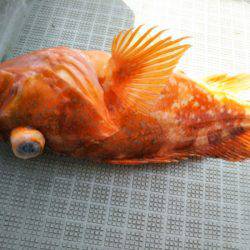 アマテラス 釣果