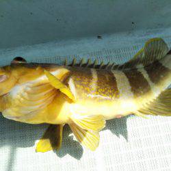 アマテラス 釣果