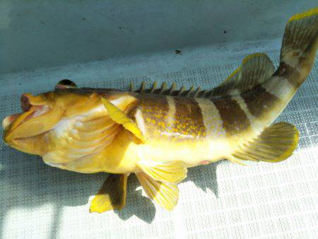 アマテラス 釣果