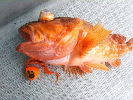 アマテラス 釣果