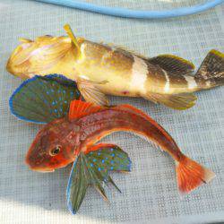 アマテラス 釣果