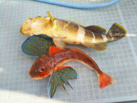 アマテラス 釣果