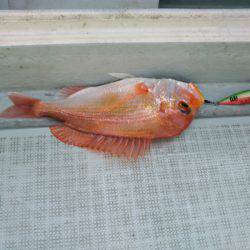 アマテラス 釣果