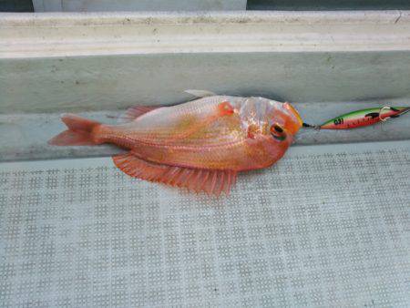 アマテラス 釣果