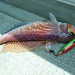 アマテラス 釣果