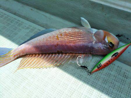 アマテラス 釣果