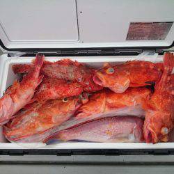 エンペラー 釣果