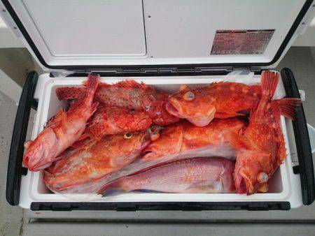 エンペラー 釣果