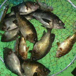 小島丸 釣果
