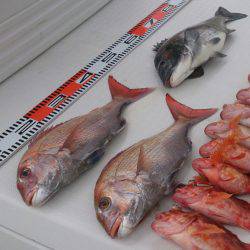 遊漁船 家入 釣果