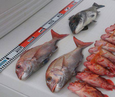 遊漁船 家入 釣果