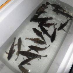 Chase（チェイス） 釣果