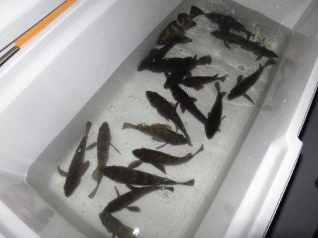 Chase（チェイス） 釣果