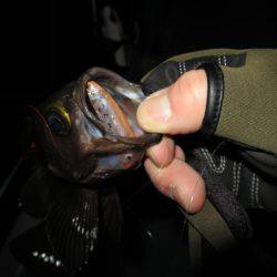 Chase(チェイス) 釣果