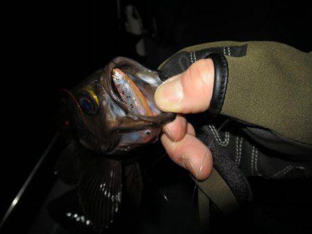 Chase(チェイス) 釣果