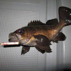 Chase(チェイス) 釣果