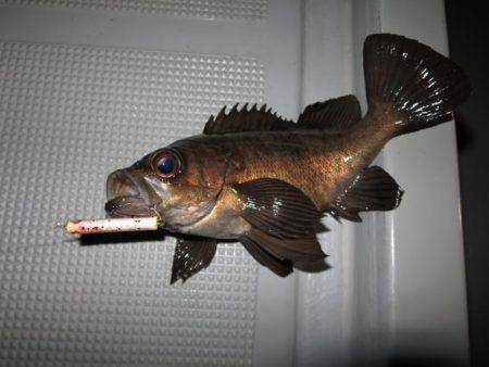 Chase(チェイス) 釣果