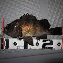 Chase(チェイス) 釣果