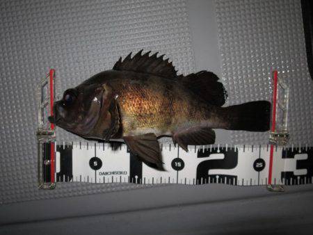 Chase(チェイス) 釣果