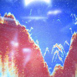 Chase（チェイス） 釣果