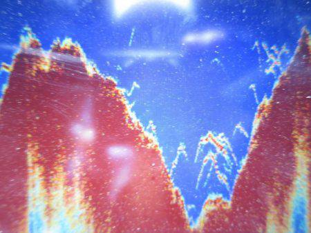 Chase（チェイス） 釣果