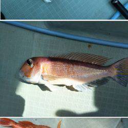 アマテラス 釣果